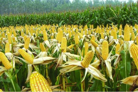 裬@ͶYr(nng)I(y)ܕ(hu)׌Ѫ̝